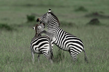 Load image into Gallery viewer, 8576294