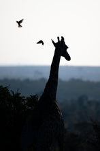 Load image into Gallery viewer, 8576289