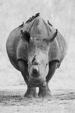 Load image into Gallery viewer, 8869094