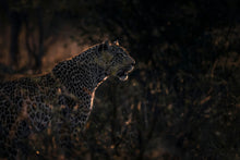Load image into Gallery viewer, 8576290