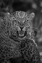 Load image into Gallery viewer, 9104630