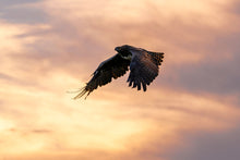 Load image into Gallery viewer, 8576300