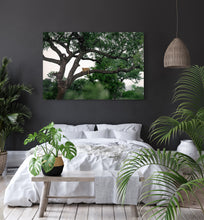 Load image into Gallery viewer, In the Trees