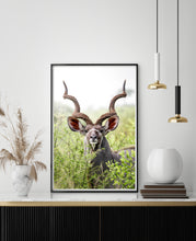 Load image into Gallery viewer, Kudu