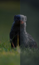 Load image into Gallery viewer, A Wild Life Presets