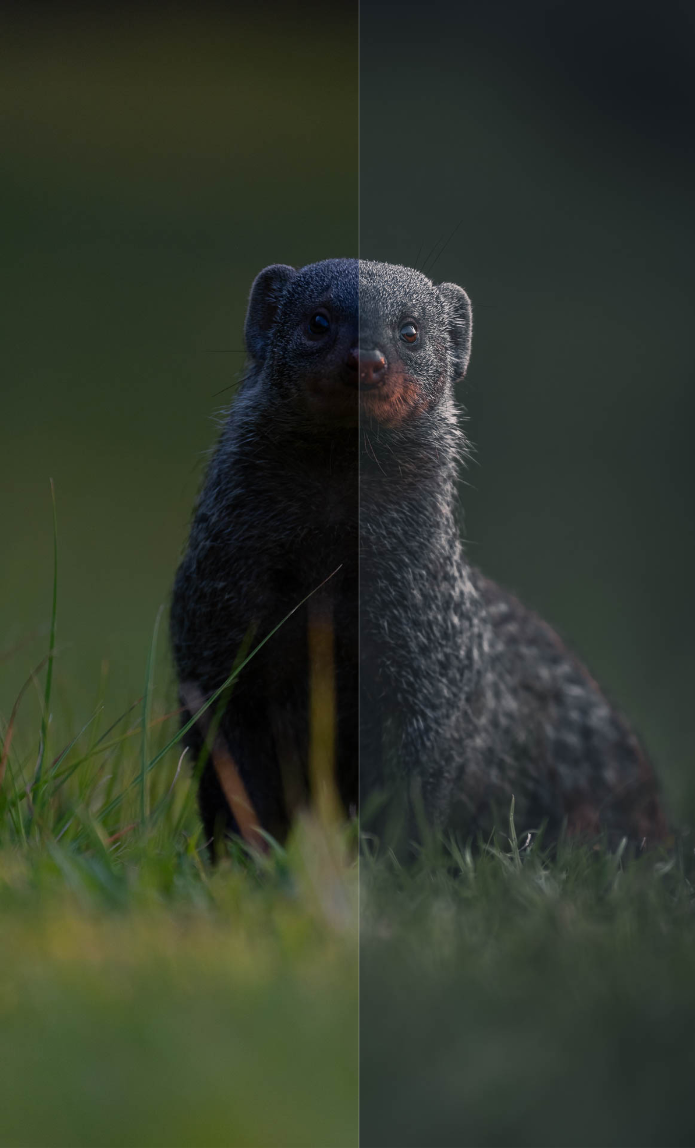 Mongoose photo example before and after presets