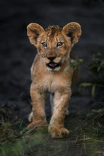 Load image into Gallery viewer, 8576288
