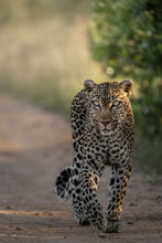 Load image into Gallery viewer, 8576299