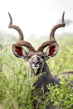 Load image into Gallery viewer, 8576304