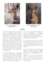 Load image into Gallery viewer, Wildlife Photography E-book - Guide for beginners