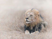 Load image into Gallery viewer, King in the Wind