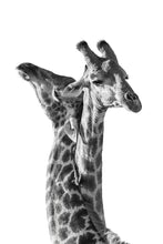 Load image into Gallery viewer, 7380619
