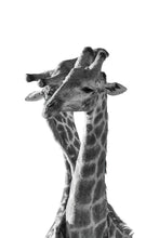 Load image into Gallery viewer, 7380618