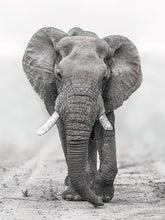 Load image into Gallery viewer, The Elephant In the Room