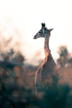 Load image into Gallery viewer, 7406279