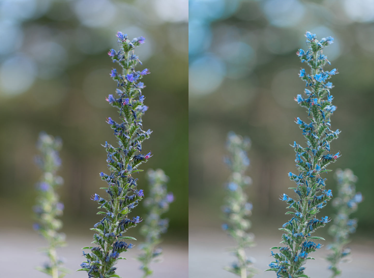flower before and after preset
