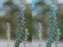 Load image into Gallery viewer, A Wild Life Presets