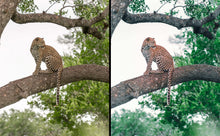 Load image into Gallery viewer, Wild Presets