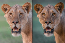 Load image into Gallery viewer, Wild Presets