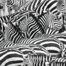 Load image into Gallery viewer, 7380611