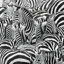 Load image into Gallery viewer, 7151932