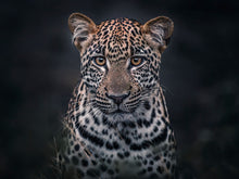 Load image into Gallery viewer, Simply Leopard