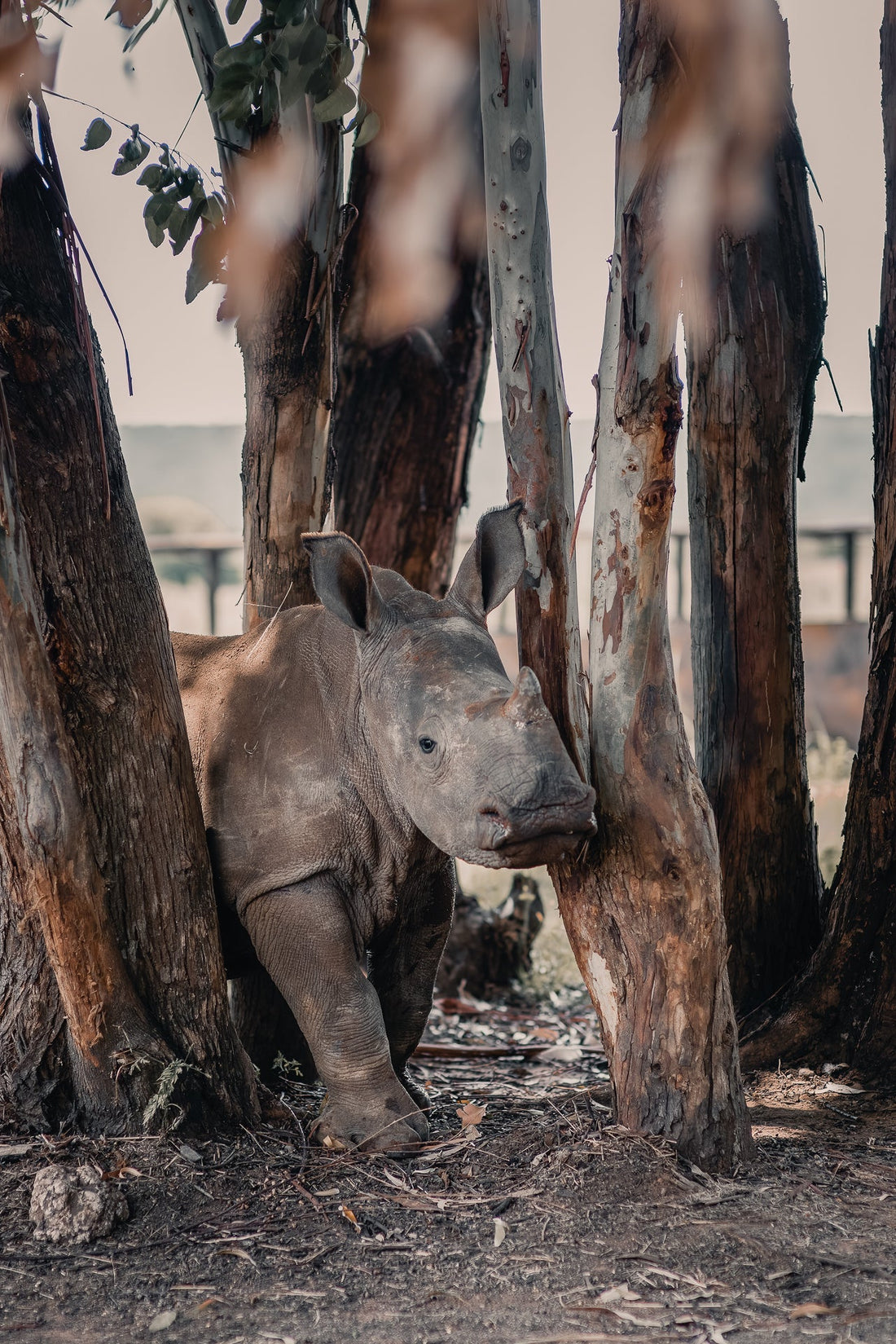 young rhino photo in african safari
