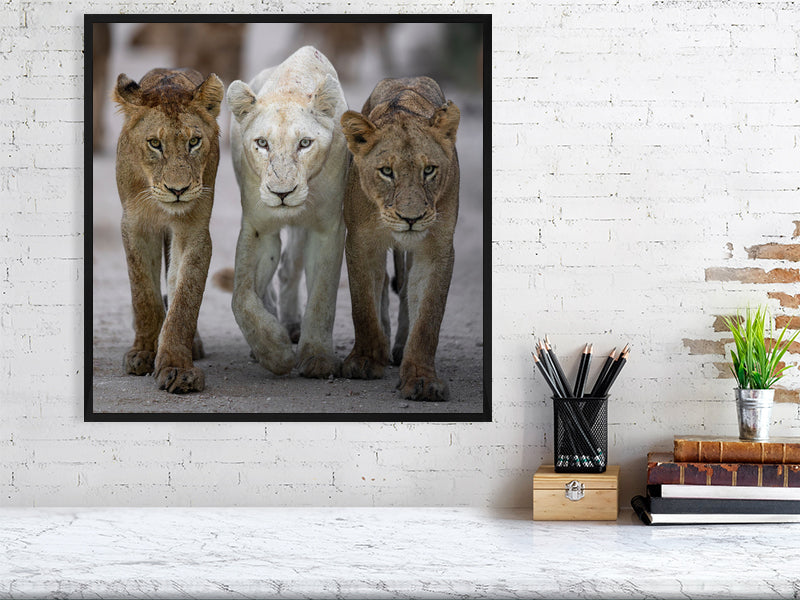 big framed lion print displayed in office