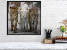Load image into Gallery viewer, 9215748-3790029
