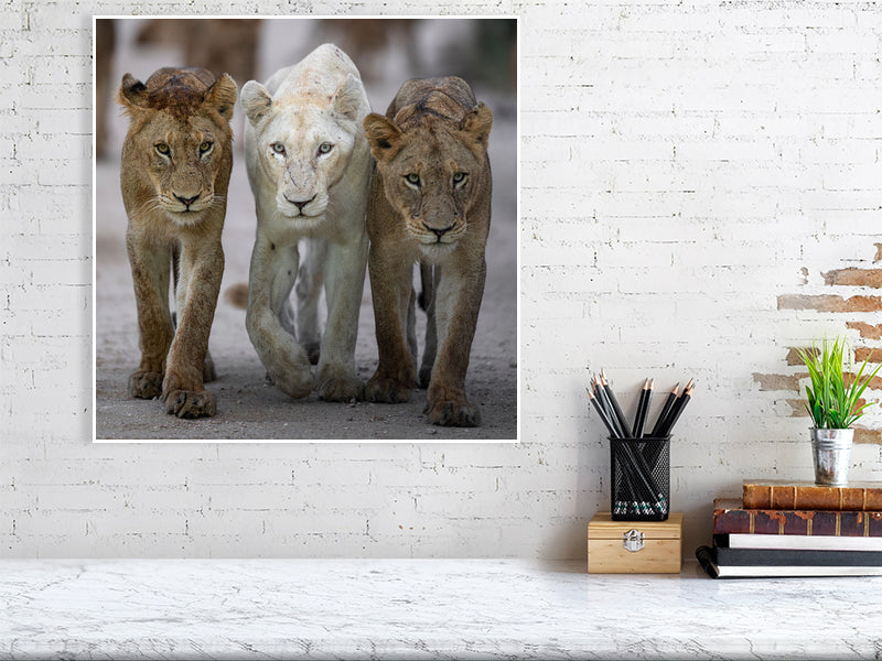 big lion print displayed in office