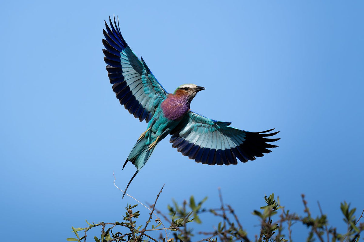Flight Mode