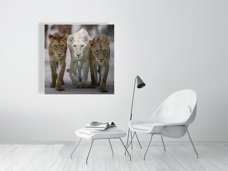 lion print displayed in living room