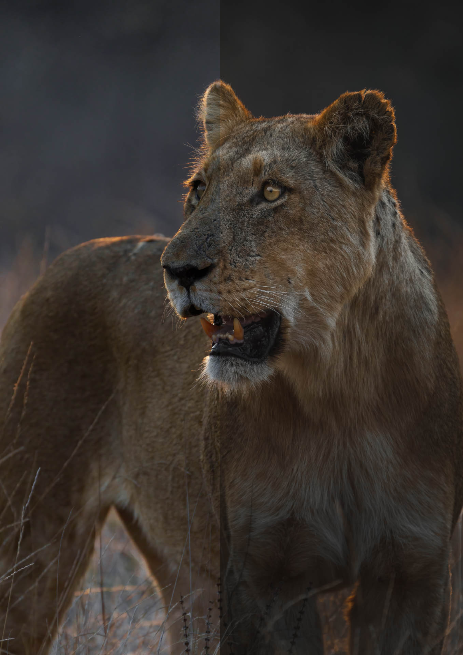 preset example of lion