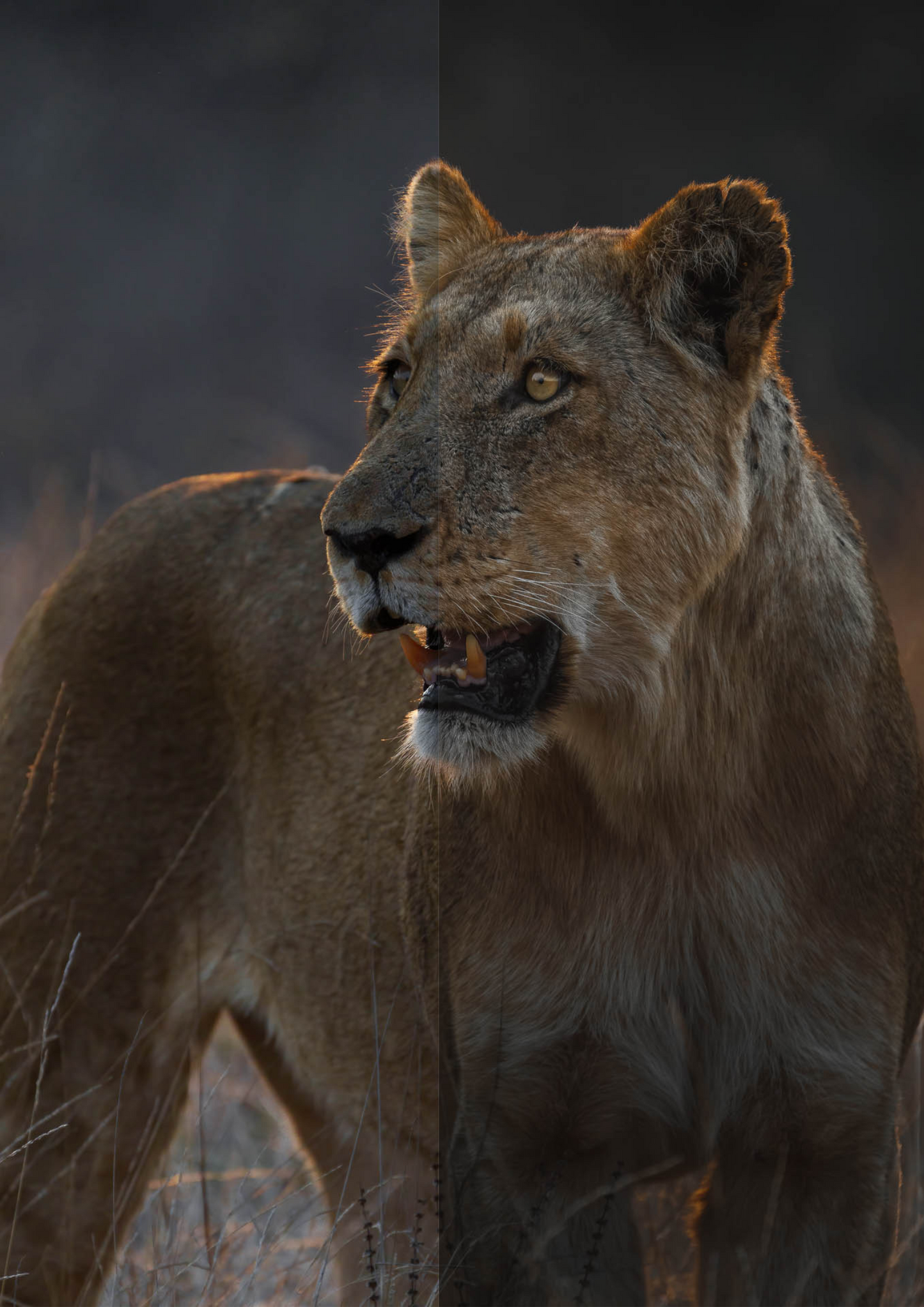 preset example of lion