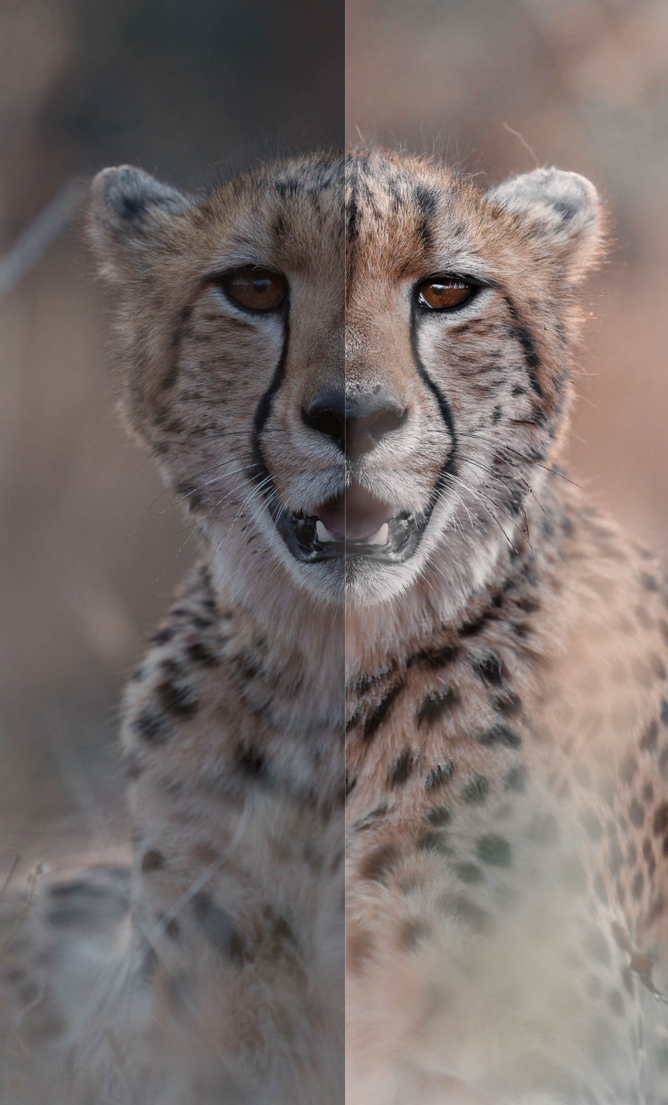 before and after preset cheetah photo