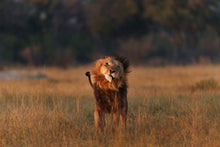 Load image into Gallery viewer, 9583492
