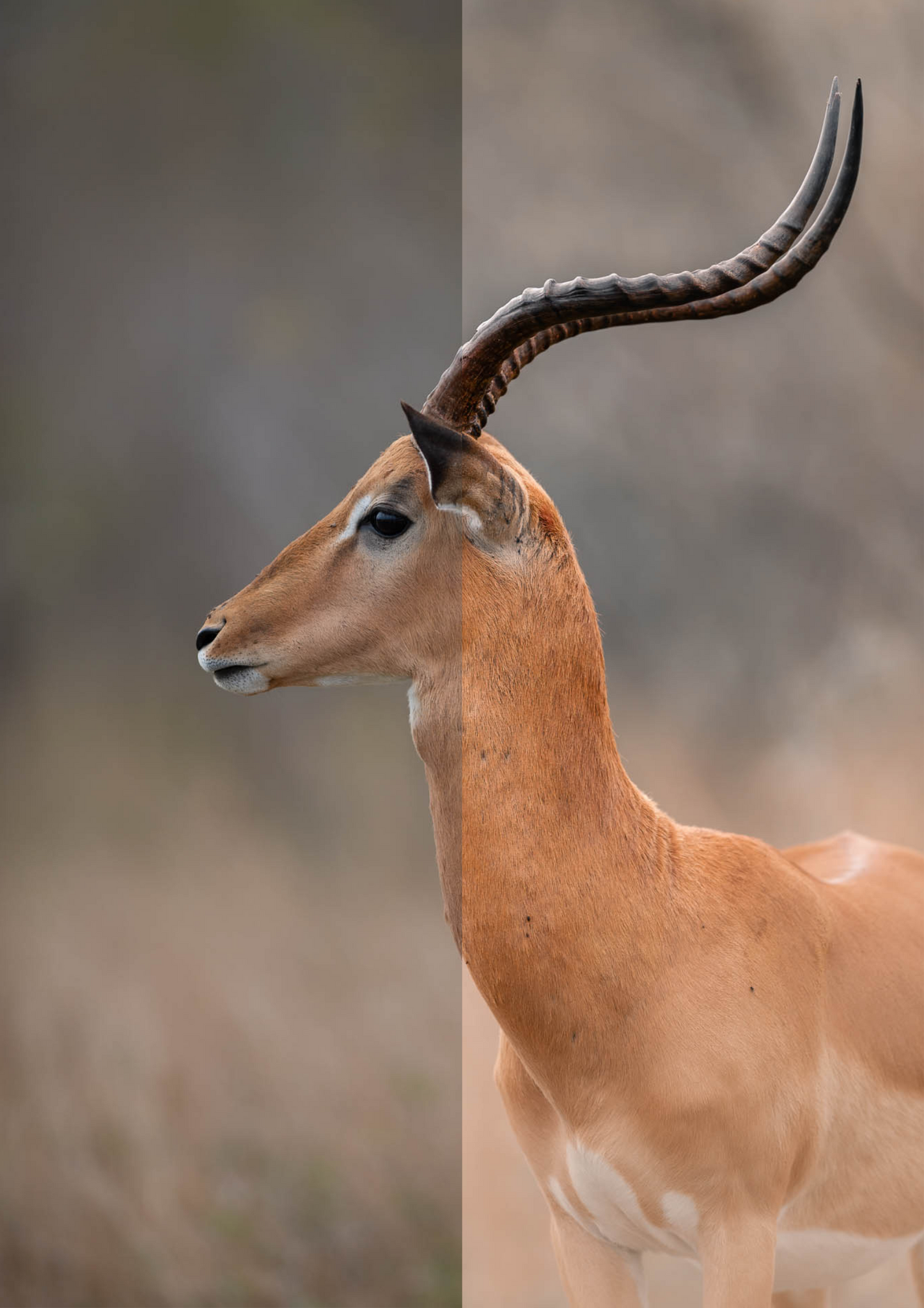 preset before and after example of antelope