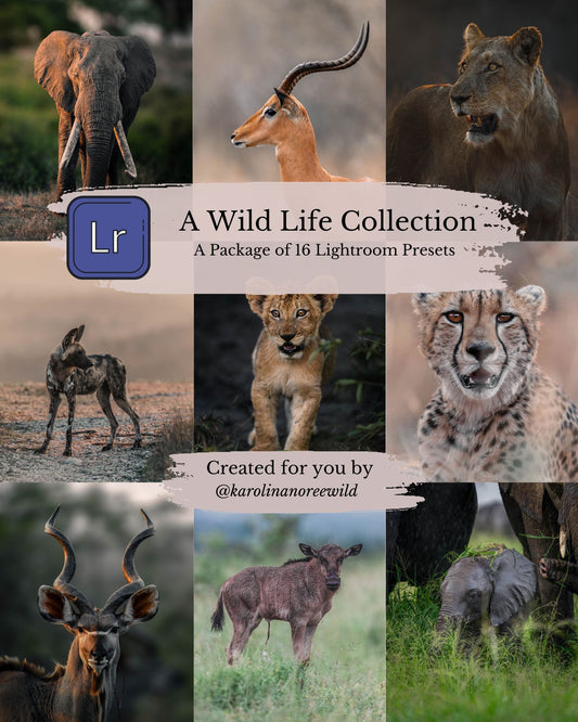 wildlife photography preset collection cover