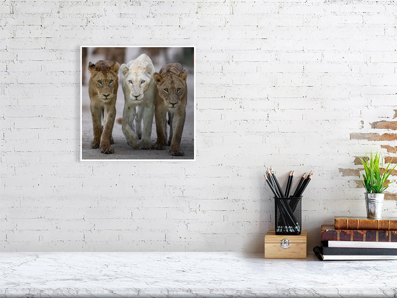 lion print displayed in office