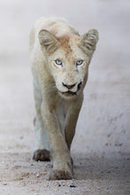 Load image into Gallery viewer, 9215749
