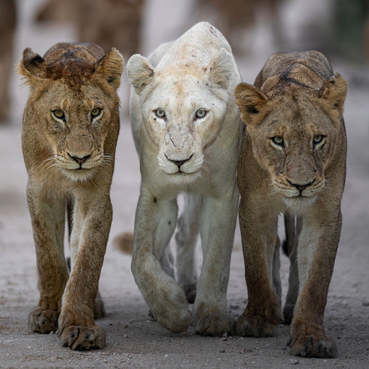 three wildlife lions print