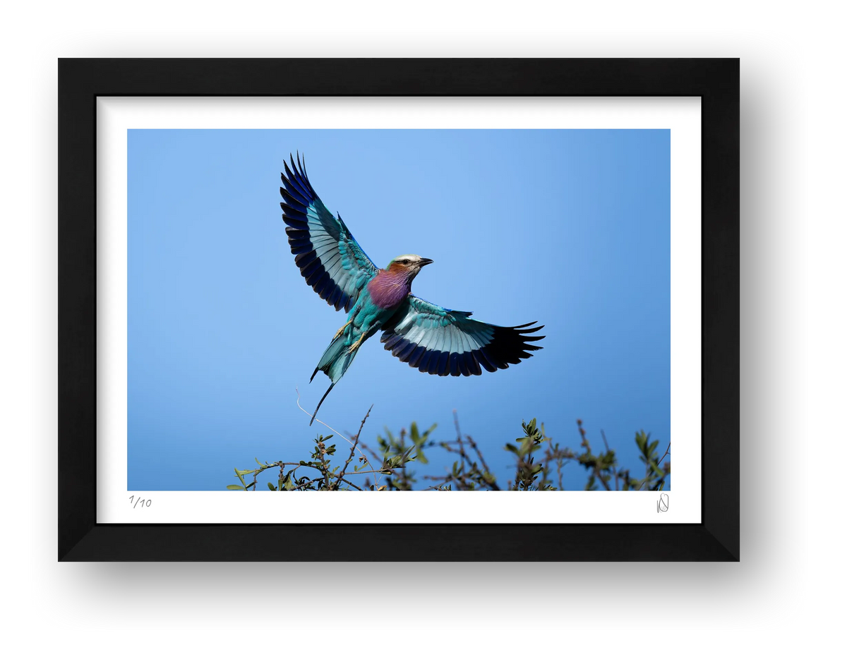 Flight Mode — framed