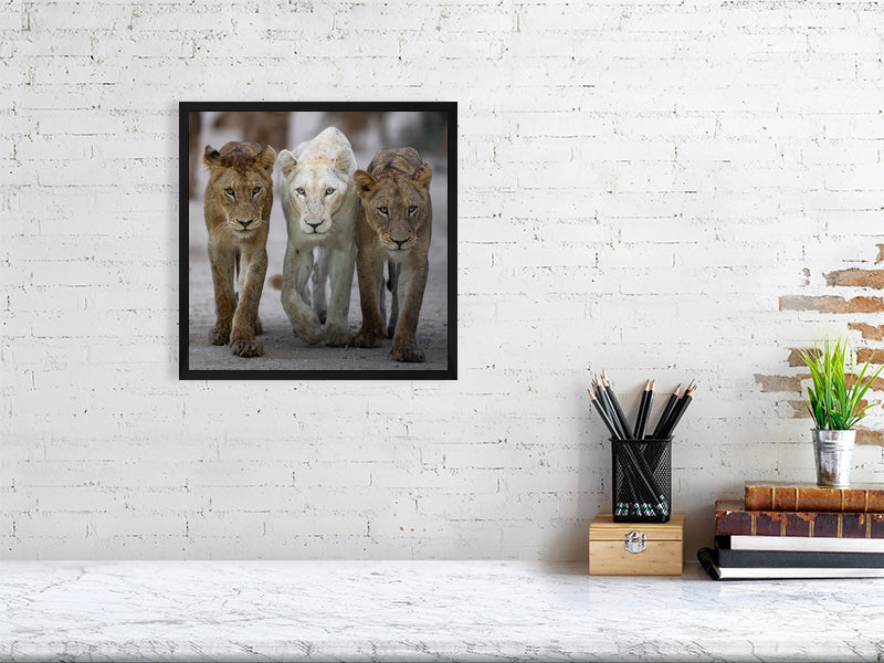 framed lion print displayed in office