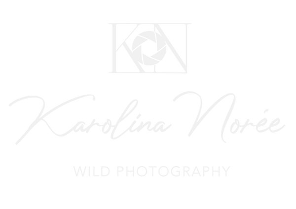 Karolina Norée Printstore
