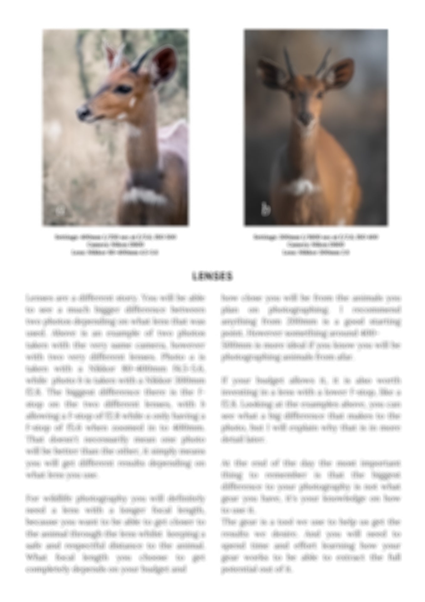 preview of different lenses in wildlife photography e-book