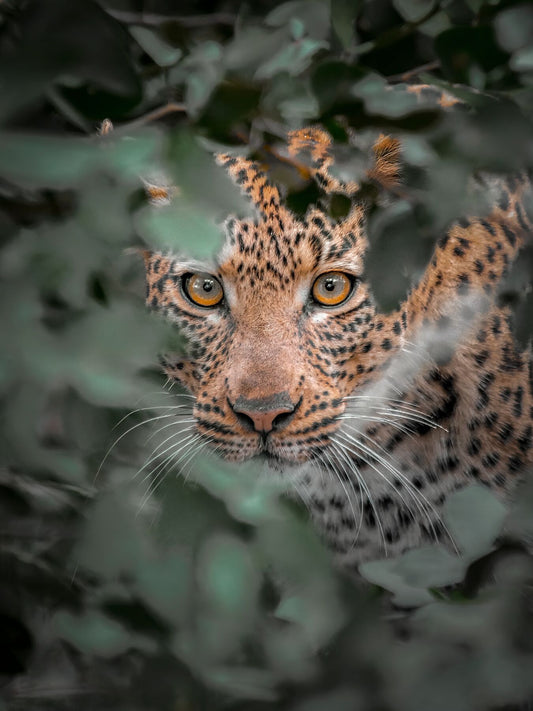 wildlife leopard in the bushes print