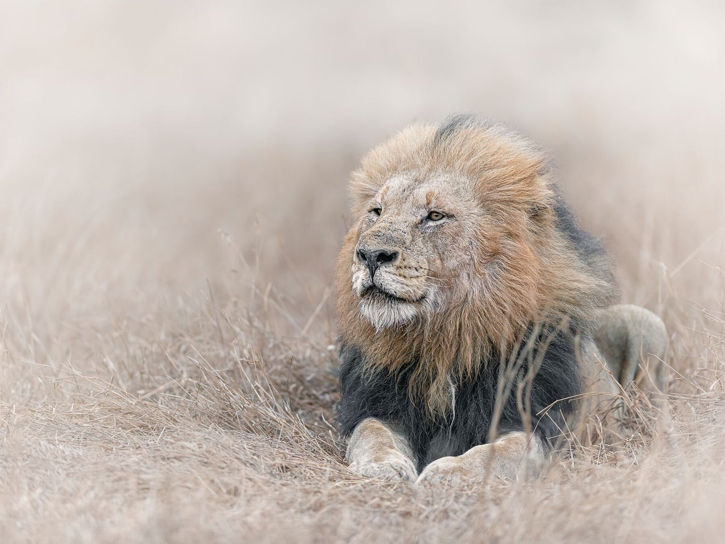 King in the Wind