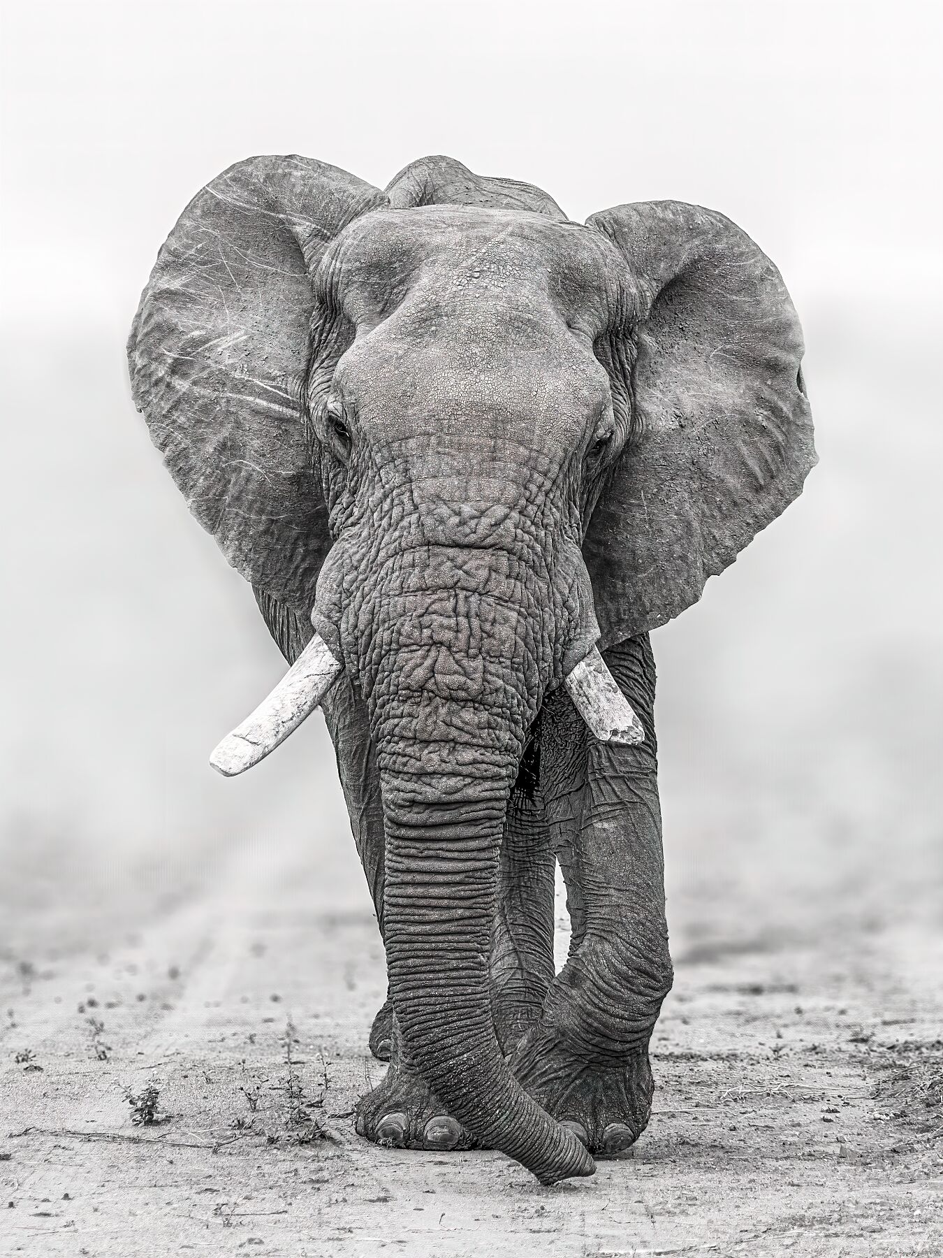The Elephant In the Room