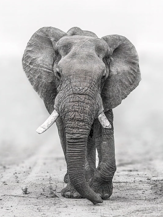 The Elephant In the Room