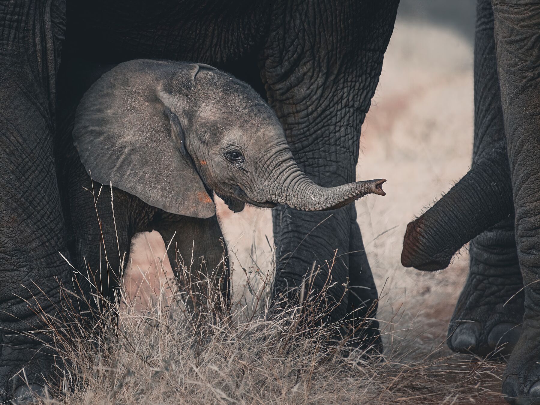 baby elephant with mother print